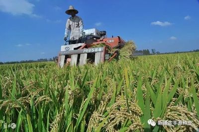 日本越光大米为何享誉世界?从种植到销售值得中国农民学习!