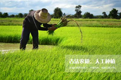 纯色海菊 年货特惠 | 正宗黑土地长出好大米,五常稻花香米