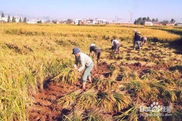 大米种植全过程,长知识了!