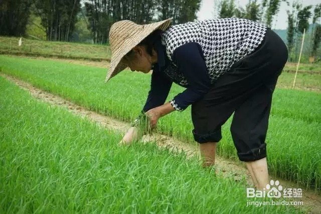 大米种植全过程,长知识了!