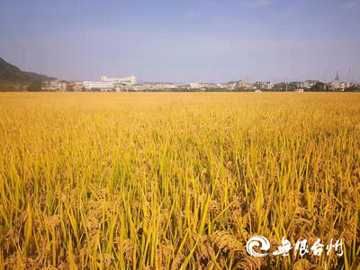 从“卖稻谷”到“卖品牌稻米” 仙居绿色稻米产业助力山区致富