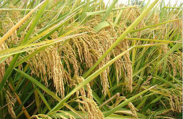 大米种植加工-广西爱美丽生态农业科技提供大米种植加工的相关介绍、产品、服务、图片、价格